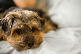 趴着的可爱约克夏犬