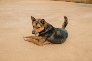 趴着的德国牧羊犬