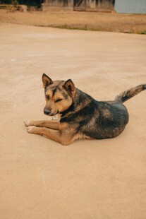 沙地上休憩的黑棕毛色犬