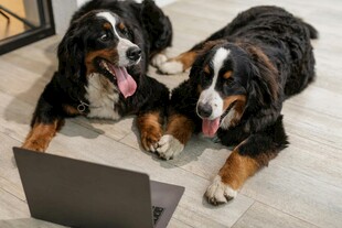两只伯恩山犬盯着笔记本
