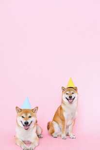 戴帽柴犬的可爱瞬间
