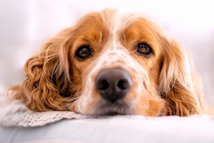 趴着的可卡犬