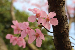 樱花