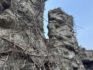 嶙峋怪石与缠绕藤蔓