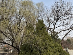 春日树林景象