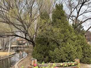 冬日园林景观一角