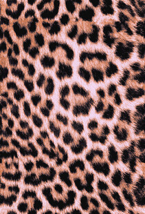 豹纹图案纹理特写
