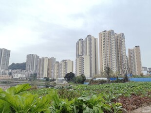 城市高楼旁的田园景致