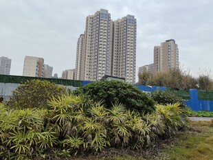 城市中绿植与高楼景观