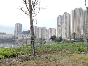 城郊田野与远处高楼景观