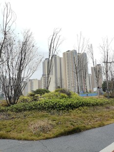 城市道路旁的绿植与建筑