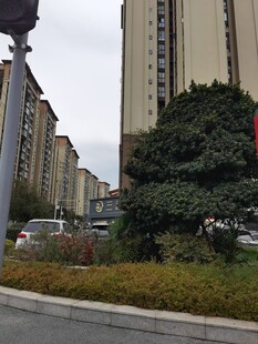 城市街角绿植与高楼景观