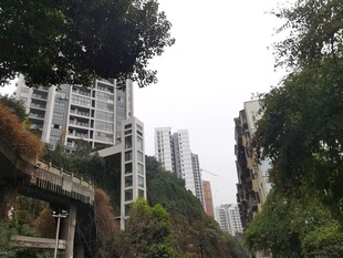 城市中高楼与繁茂绿植相映