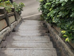 阶梯步道旁绿植相伴