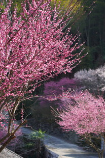 山间梅花