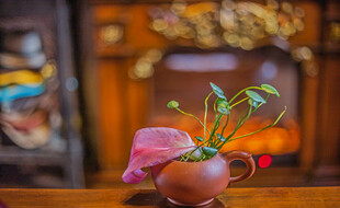 陶盆中的粉掌盆栽