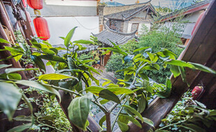 小院中的繁茂绿植