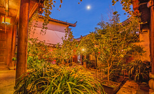 古巷月夜 绿植环绕的静谧景