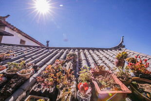 屋顶繁花映古建 景如画