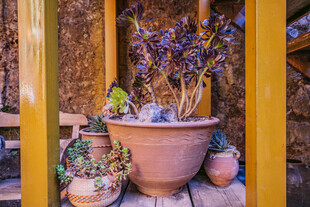 多彩盆栽装点温馨角落