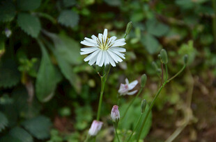 白色野花绽放于草丛间