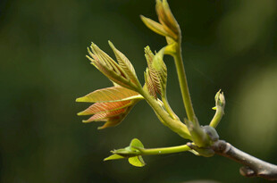嫩绿新芽初绽枝头