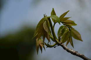 嫩绿新叶绽于枝头