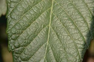 特写脉络清晰的绿色叶片