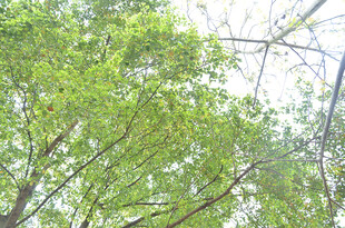 仰视葱郁繁茂的绿树树冠