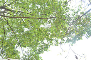 仰视繁茂绿树树冠