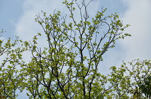 枝头新绿映蓝天