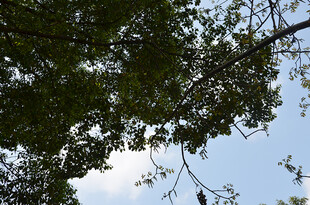 枝头小鸟蓝天绿树相伴