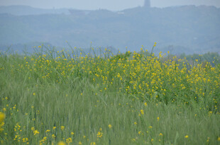 田野黄花与远山美景