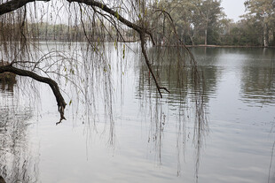 湖畔垂柳静谧水面之景