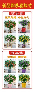 四季驱蚊竹