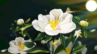 洁白素雅的绽放花朵