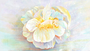 梦幻柔美花卉特写