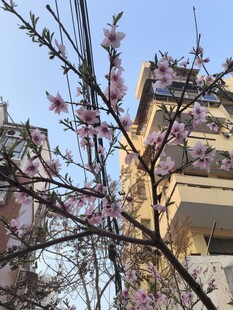 春日枝头绽放的粉嫩花朵