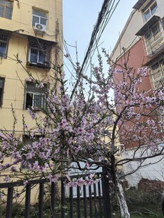 春日绽放的繁花街道