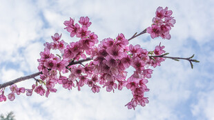 枝头绽放的粉嫩樱花