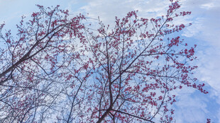 蓝天映衬下的樱花树木