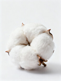 棉花
