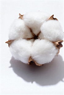 棉花