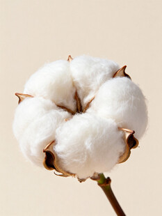 棉花