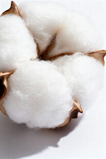 棉花