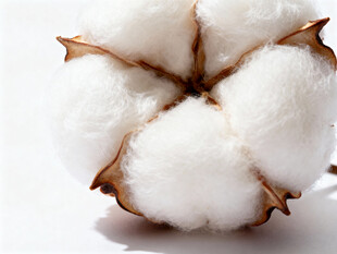 棉花