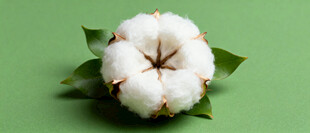 棉花