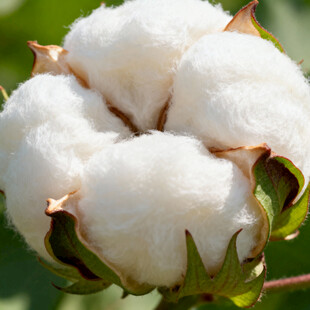 棉花