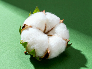 棉花