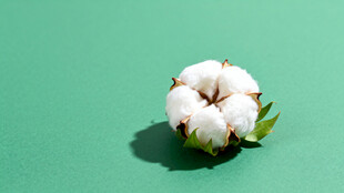 棉花